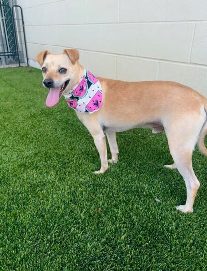 Photo of Bashful, adoptable Chihuahua, Short Coat/Mix in Bakersfield, California