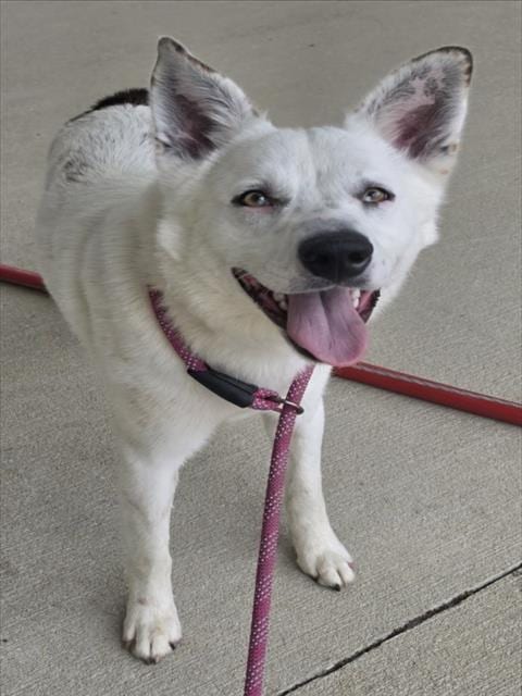 Photo of Rocco, adoptable Australian Cattle Dog/Blue Heeler in Mobile, Alabama