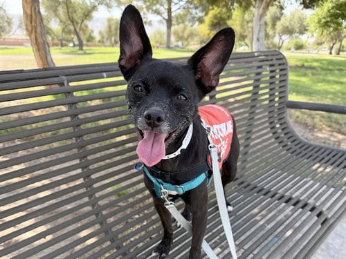 Photo of Max, adoptable Chihuahua in Phoenix, Arizona