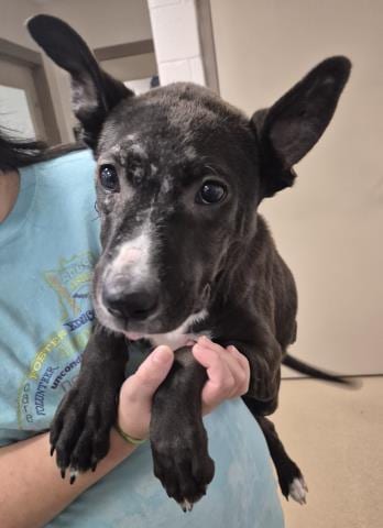 Photo of Right Eye, adoptable Pit Bull Terrier in Decatur, Illinois
