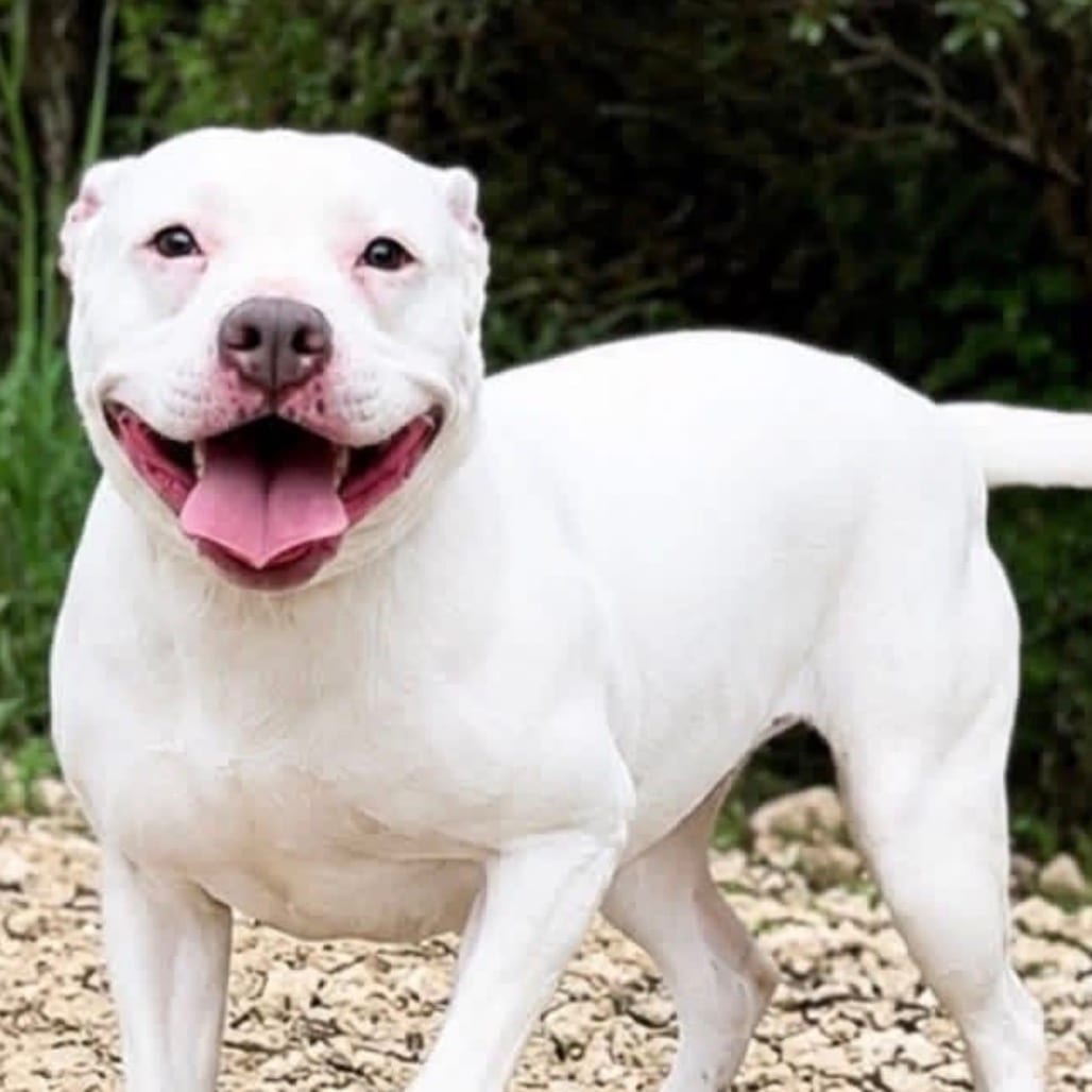 Photo of Penelope"Pinky", adoptable Terrier, Pit Bull / Unknown in Weatherford, Texas