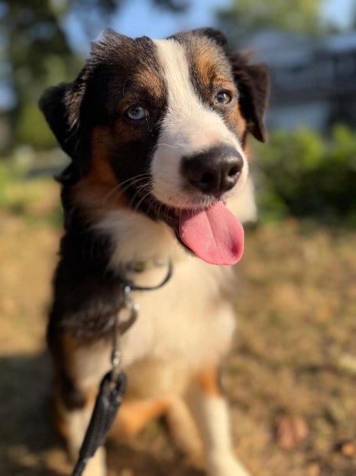 Photo of Cayenne, adoptable Australian Shepherd in Robbinsdale, Minnesota