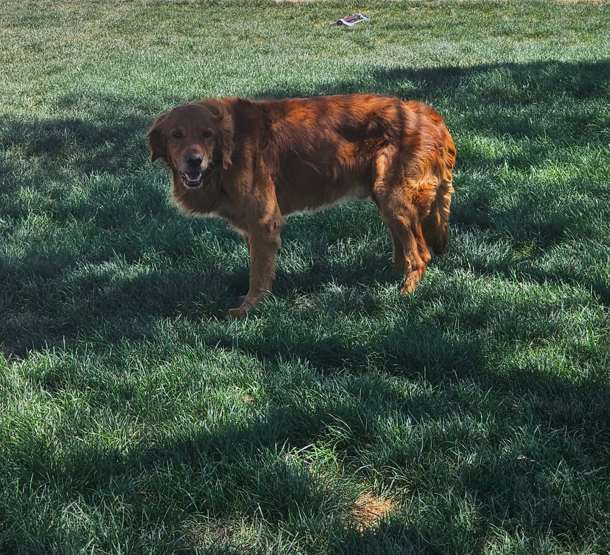 Photo of Dale, adoptable Golden Retriever in Maricopa, Arizona