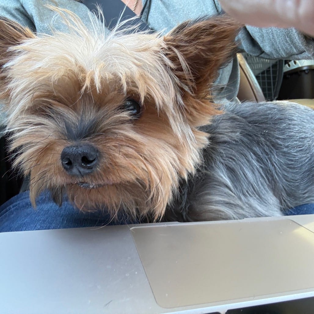 Photo of Starla, adoptable Terrier, Yorkshire, Yorkie in Normal, Illinois