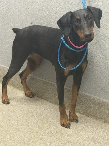 Photo of Nutmeg, adoptable Doberman Pinscher in Las Vegas, Nevada