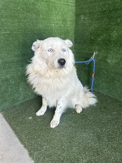 Photo of Azul, adoptable Australian Shepherd in Lancaster, California