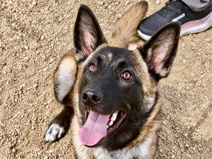 Photo of Julie, adoptable dog in Georgetown, Texas