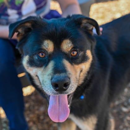 Photo of Tanner, adoptable dog in Chamblee, Georgia