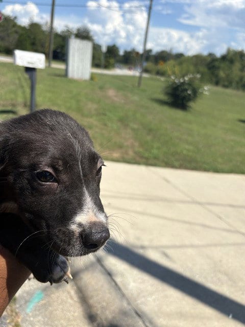 Photo of Gordo, adoptable Pit Bull Terrier in Augusta, Georgia