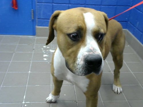 Photo of Toby, adoptable American Bulldog in Albuquerque, New Mexico