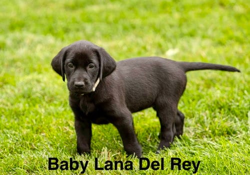 Photo of Baby Lana Del Rey, adoptable Labrador Retriever in Sandy, Utah