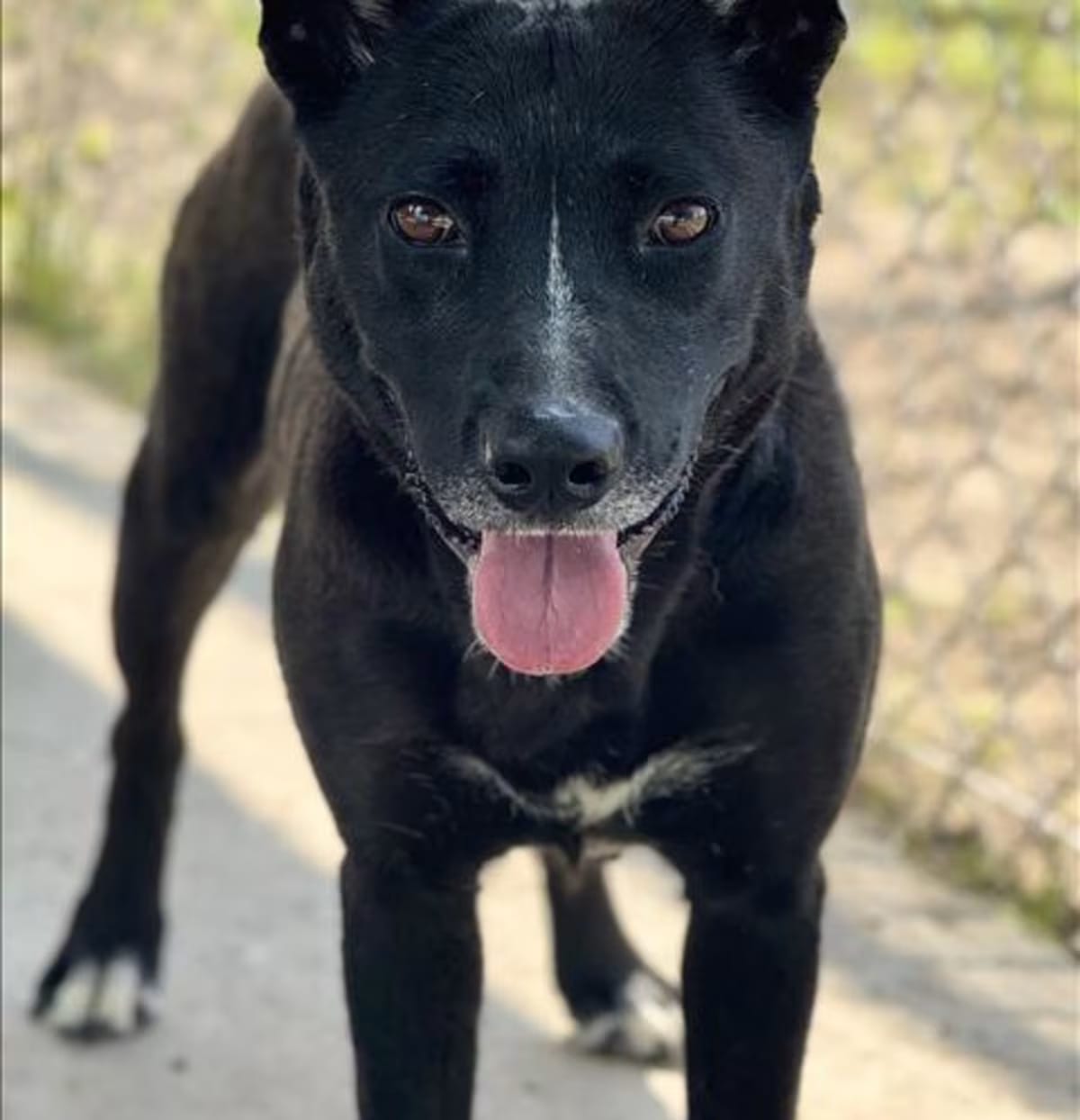 Photo of Mercy, adoptable Australian Cattle Dog in Conroe, Texas