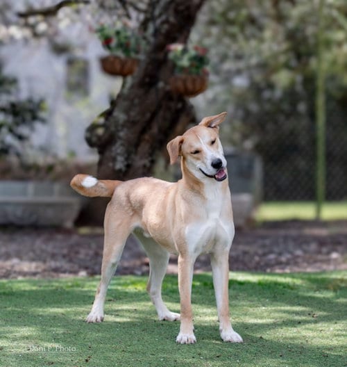 Photo of Bunny, adoptable Labrador Retriever in Locust Grove, Georgia