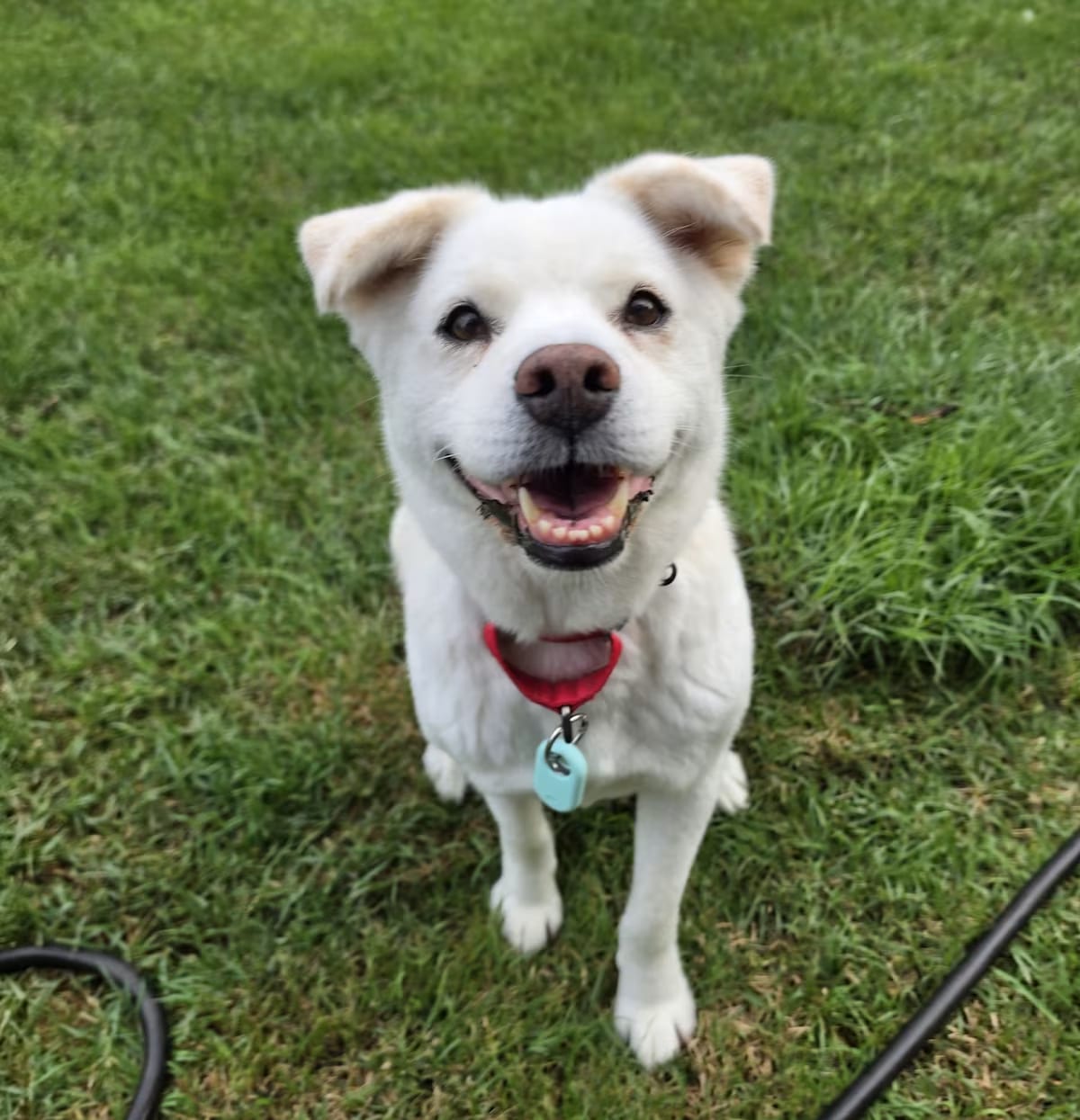 Photo of Jia, adoptable Jindo Shiba Inu in Georgetown, District of Columbia