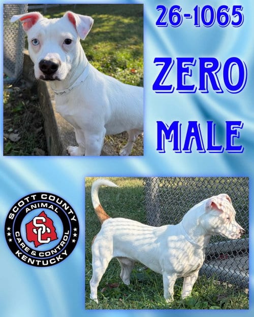 Photo of Zero, adoptable Terrier in Georgetown, Kentucky