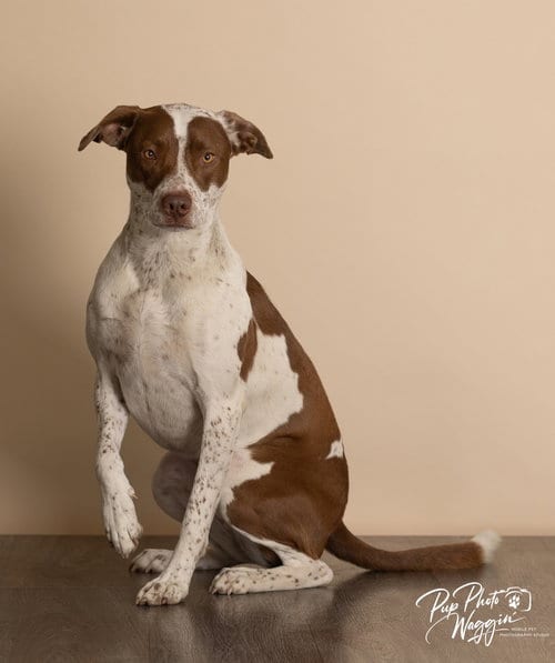 Photo of Bear, adoptable Pointer in Claremore, Oklahoma