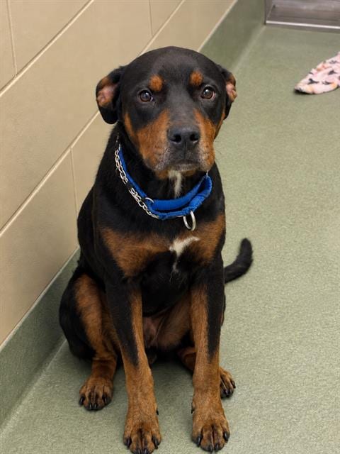 Photo of Fleetwood, adoptable Rottweiler in Baytown, Texas
