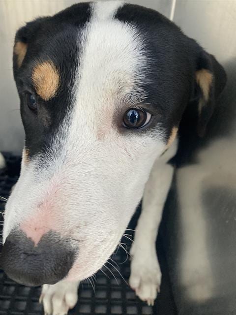 Photo of Snoop, adoptable Mixed Breed