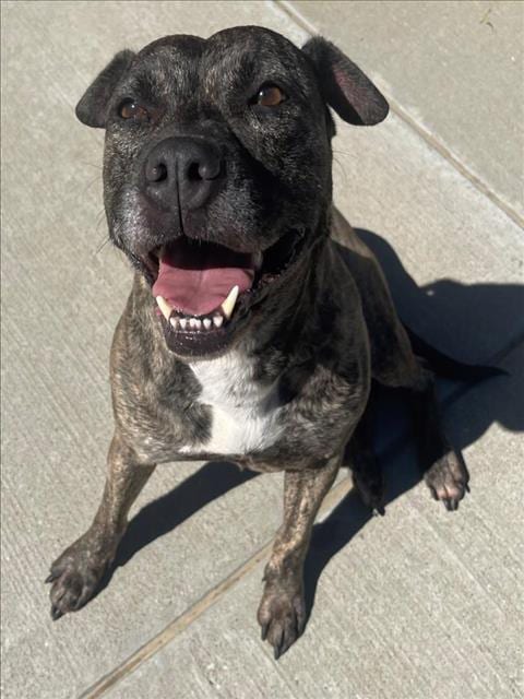 Photo of Hela, adoptable Pit Bull Terrier in Tulsa, Oklahoma