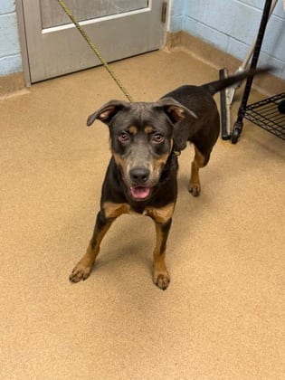 Photo of Decal, adoptable dog in Chamblee, Georgia