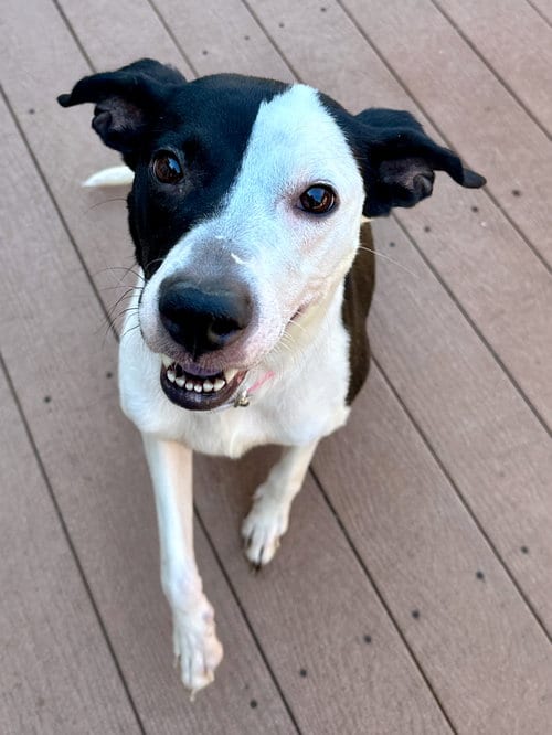 Photo of Paige #3, adoptable Staffordshire Bull Terrier in Aurora, Colorado