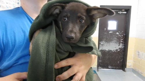 Photo of Trout, adoptable German Shepherd Dog in Tulsa, Oklahoma