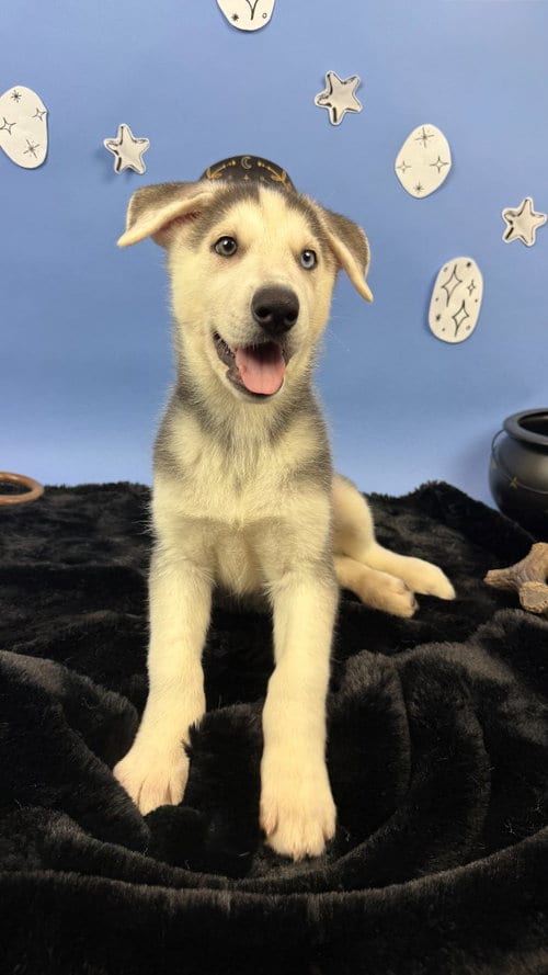 Photo of Cassian, adoptable German Shepherd Dog in Phoenix, Arizona
