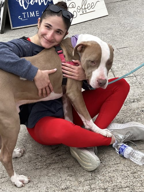 Photo of Indy, adoptable American Bulldog in Atlanta, Georgia