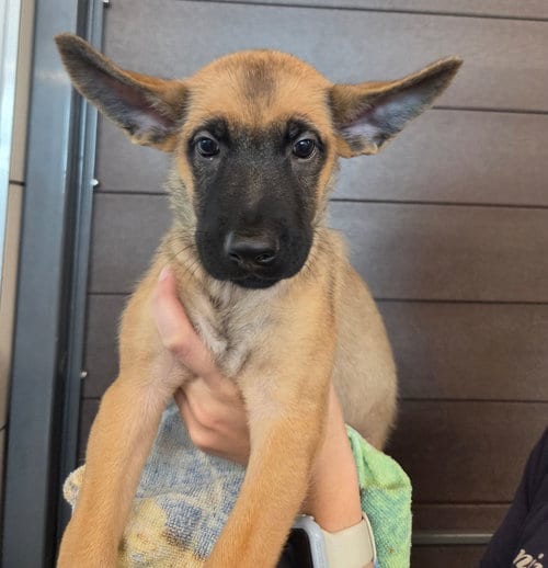 Photo of Tiana, adoptable Unknown breed in Rancho Santa Fe, California