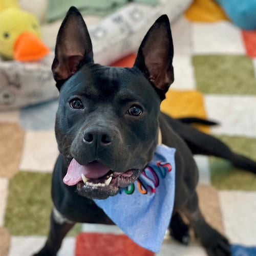Photo of Mavis, adoptable American Pit Bull Terrier in Edmond, Oklahoma