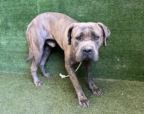 Photo of Rodger, adoptable Mastiff in Lancaster, California