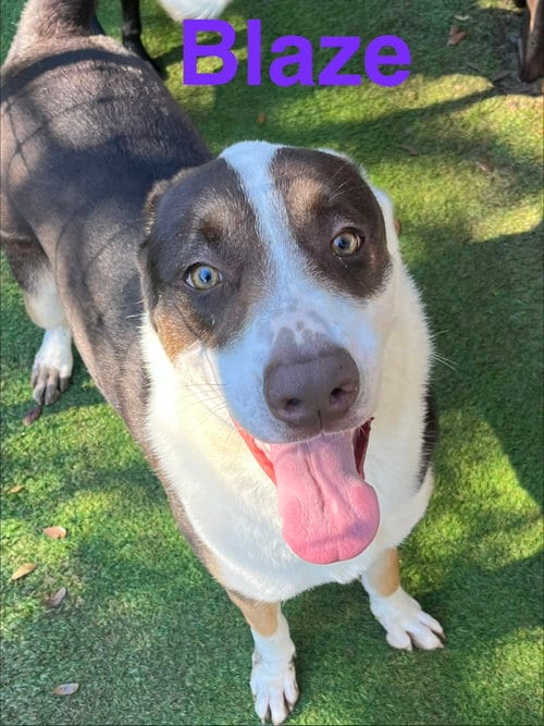 Photo of Blaze, adoptable Australian Cattle Dog/Blue Heeler in Pipe Creek, Texas