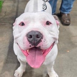 Photo of Atticus JuM, adoptable Staffordshire Bull Terrier in Hartford, Connecticut