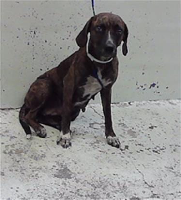 Photo of Marie, adoptable Staffordshire Bull Terrier in Houston, Texas