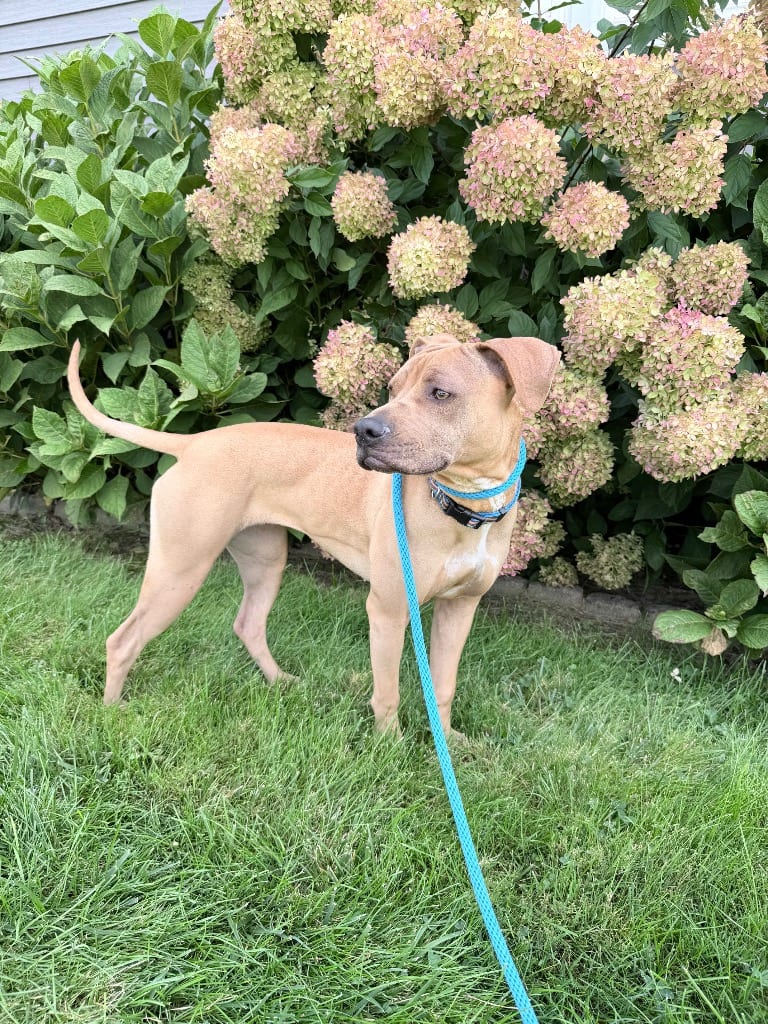 Photo of Mya (f/k/a Nugget), adoptable Pit Bull Terrier in Meriden, Connecticut