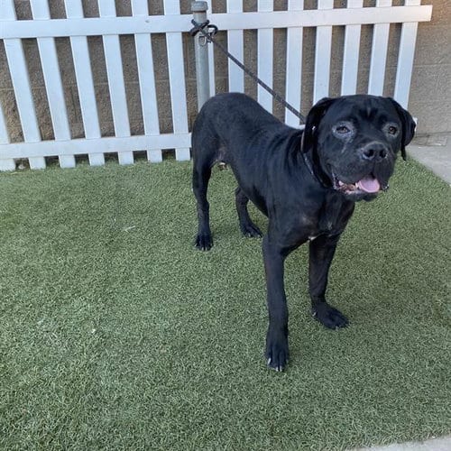Photo of A615102, adoptable Mastiff in Modesto, California
