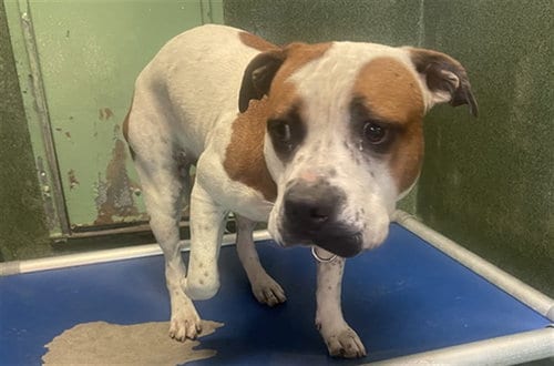 Photo of Bella, adoptable Pit Bull Terrier in Gardena, California