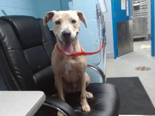 Photo of Arlo, adoptable Weimaraner in Albuquerque, New Mexico