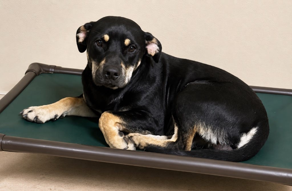 Photo of Rossie, adoptable Rottweiler in Crossville, Tennessee