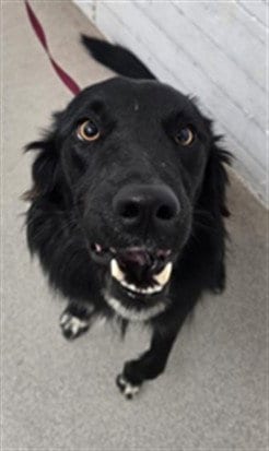 Photo of Toothless, adoptable Border Collie in San Bernardino, California