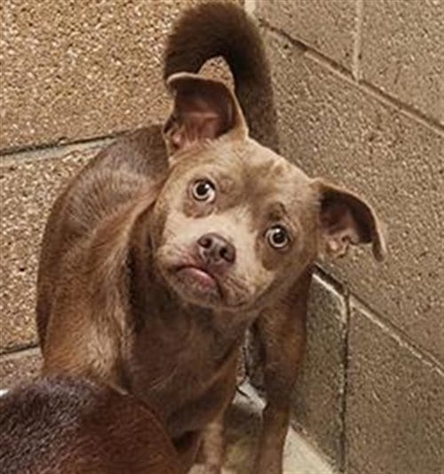Photo of Turnip, adoptable Chihuahua in Albuquerque, New Mexico