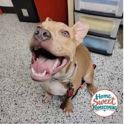 Photo of Stone, adoptable Staffordshire Bull Terrier in Lakeland, Florida