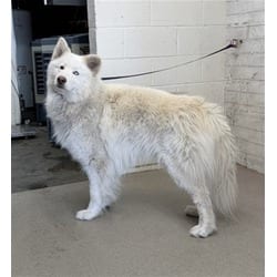 Photo of Ghost, adoptable Alaskan Malamute in San Bernardino, California