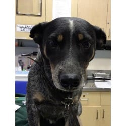 Photo of Sky, adoptable Australian Cattle Dog in Jurupa Valley, California