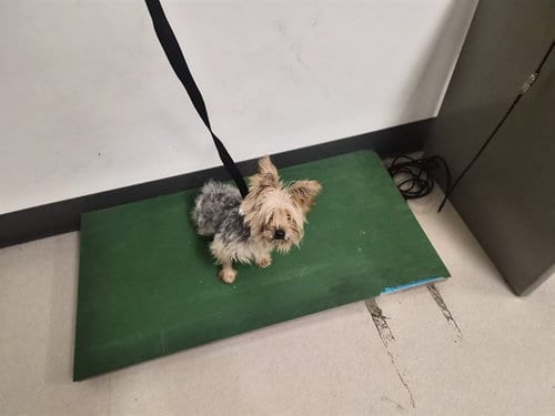 Photo of A165901, adoptable Yorkshire Terrier Yorkie in Corona, California