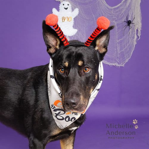 Photo of Murphy, adoptable German Shepherd Dog in Corona, California