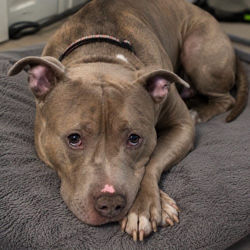 Photo of Paco, adoptable American Pit Bull Terrier in Baltimore, Maryland