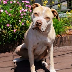 Photo of Luna, adoptable American Staffordshire Terrier Mixed Breed (Medium) in Indiantown, Florida