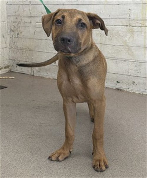 Photo of Lilipup, adoptable German Shepherd Dog in San Bernardino, California