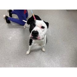 Photo of Oreo, adoptable Mixed Breed (Medium) in Maumee, Ohio